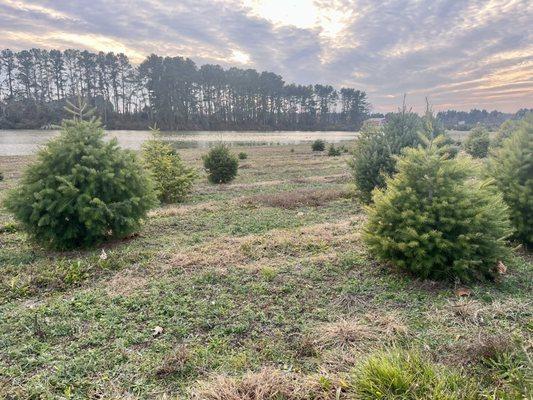 Coleman's Christmas Tree Farm