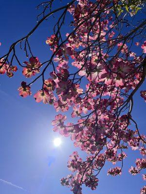 Dogwood blooms Spring 2023