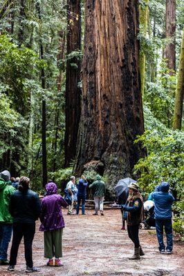 Henry Cowell Redwoods State Park