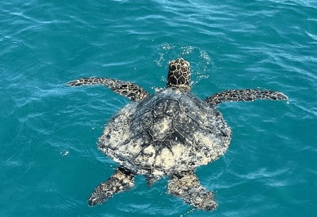 Turtle Canyon Snorkel Tour
Boat Tour