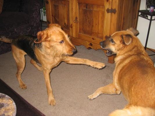 Harpo & Rusty having fun..RIP Rusty you are truly missed forever