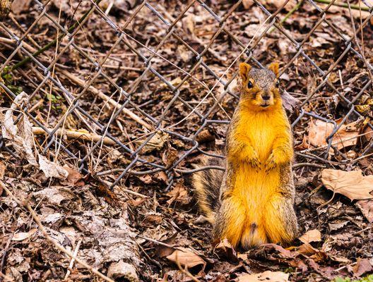 This has got to be the cutest looking squirrel ever.