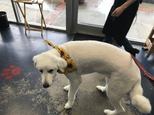 Odd posturing and FREAKING SHAVED A PYRENEES