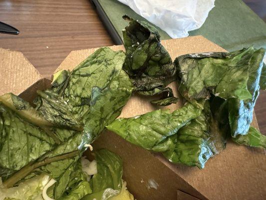 Wilted lettuce