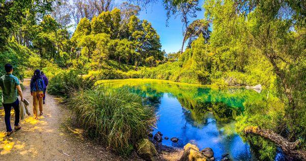 Lily Pond