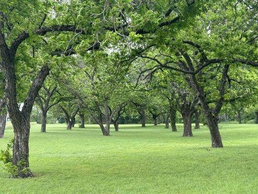 Trees in the park