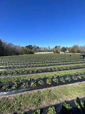 Rows and rows of berries