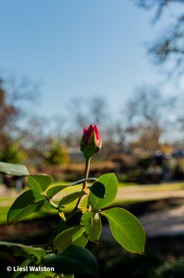 Red rose bud