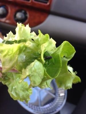 Found a fly in my salad!!