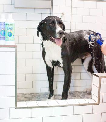 Can request baths for dogs attending daycare or spending the night.