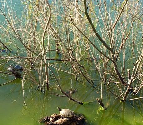 Turtles in the lake