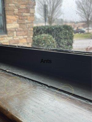 Ants during my meal at Chili's Knightdale