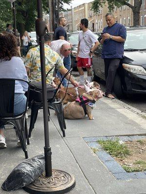 Owner's dogs celebrating their first birthday