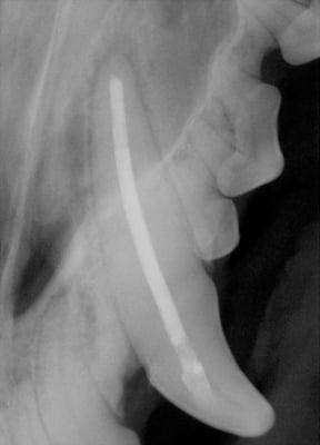 X-ray of a dog's upper canine tooth that received root canal therapy after the tooth was fractured.