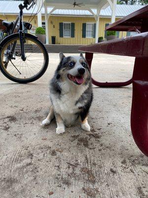 Tucker, the cute dog in the basket.