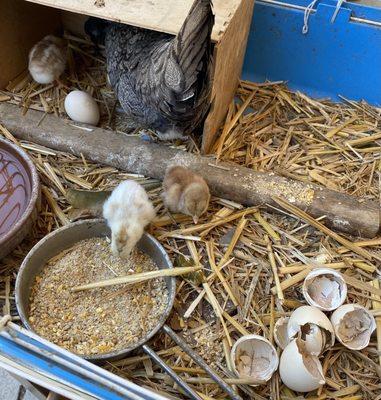 Our miniature chicks just hatched!!