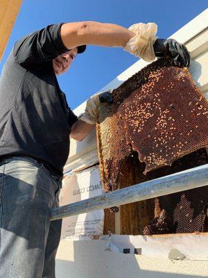 Bee hive removal in Austin, Tx