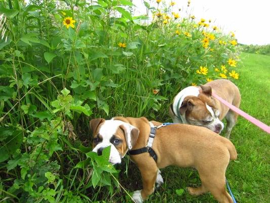 Even dogs want to stop and smell the flowers!