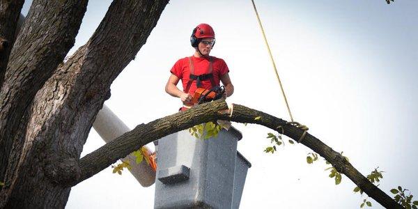 Our wide scope of tree services includes something for everyone and every tree.