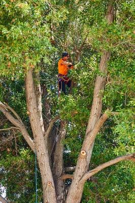 Gary in our Acacia