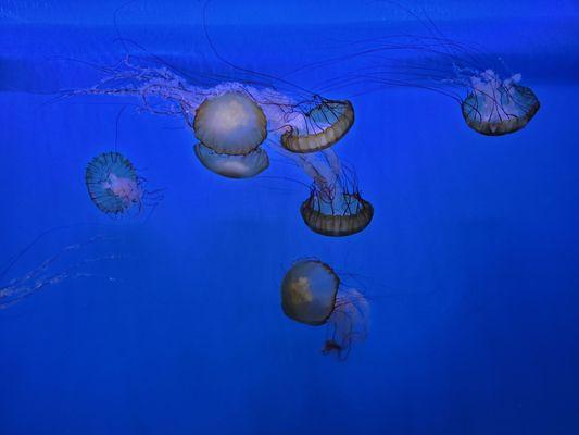 Jelly fish