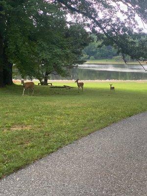 Wildlife at the park.