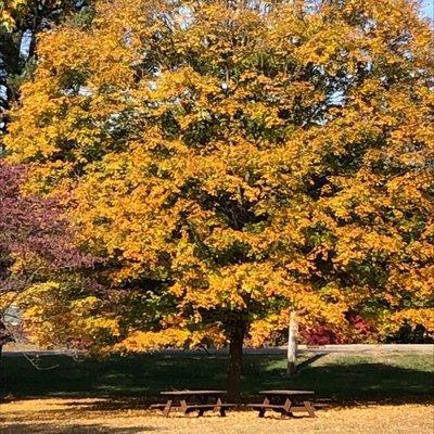 Picnic areas