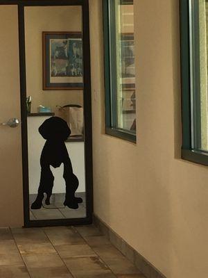 This cat & dog silhouette warms my heart & comforts me each time I arrive to retrieve my fur babies as it's located in that area.