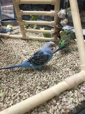 The ill budgie I am talking about! Near his eyes he has no feathers!