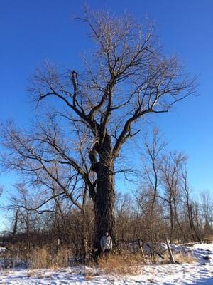 This weathered old tree was a 300 year old oak that sat approximately near the edge of BioLife's northern parking lot.