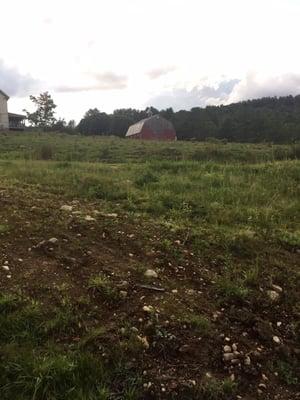 Cow field near entrance