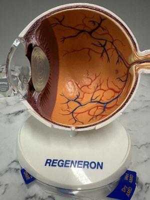 Cross section of an eye in an exam room