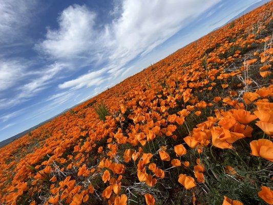 Antelope Valley poppies