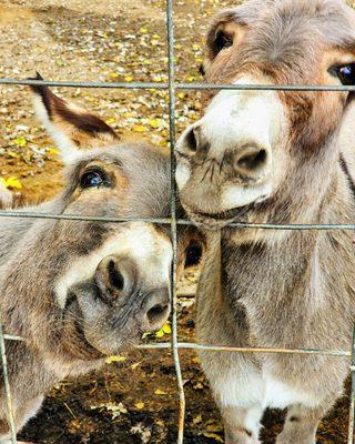 Yes, yes, we're a loving couple. Now hand over the treats!