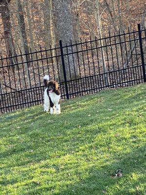 Izzy in her new fenced backyard