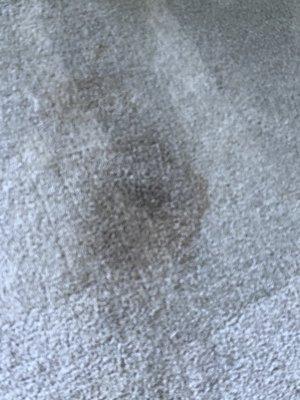 This is after they supposedly "cleaned" my carpet.