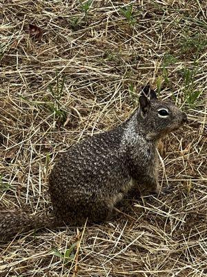 Kind of a squirrelly fellow, but he was harmless.