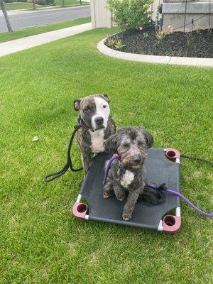 2 AKC Canine Good Citizen graduates thanks to Sit Means Sit Salt Lake