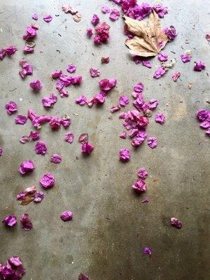 The day i...went to 7/11 lol these fall wind swept leaves marked my path