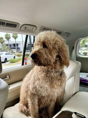 Ticky in line at "In n out" for being such a good boy