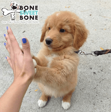 At Bone Sweet Bone, we strive to provide dogs with an environment that makes them feel as safe and happy as they do at home.