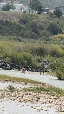 Animals crossing