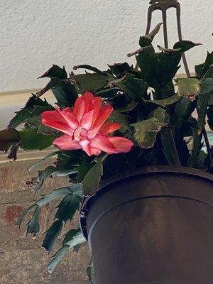 Christmas Cactus in bloom.