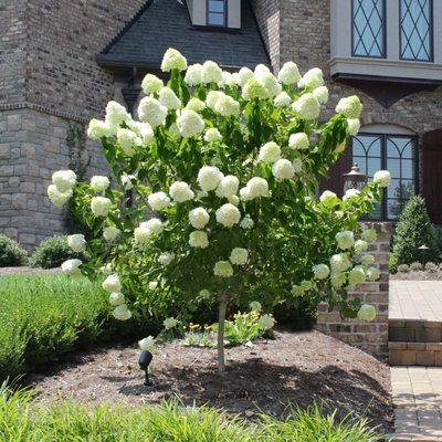 Limelight hydrangea