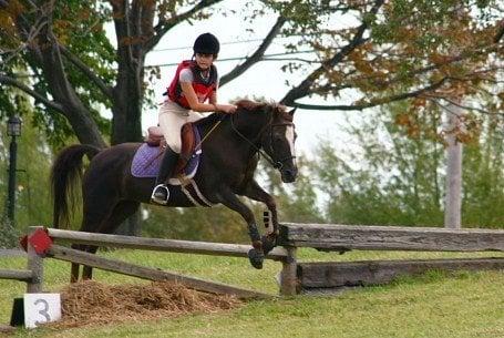 Mattie, one of our lesson horses.