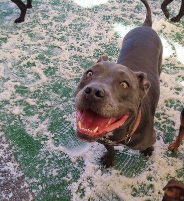 Gray Pit Bull playing in man made snow.