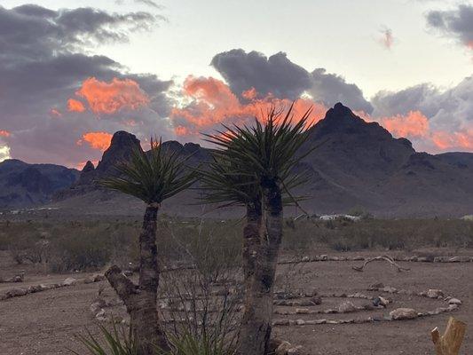 Desert Rose Sanctuary