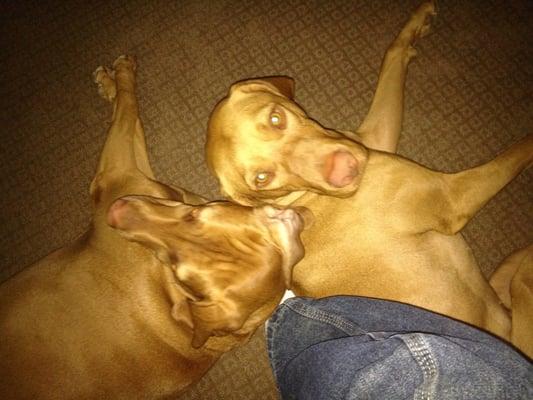 Our 2 Vizsla babies!