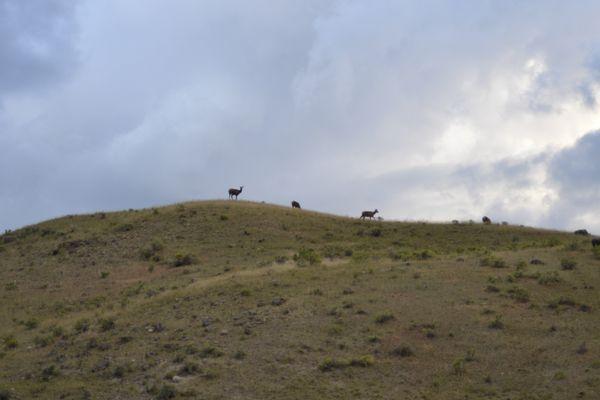 Took this picture without their guides. I recommend visiting Lamar Valley on your own.