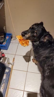 Pizza Pooch